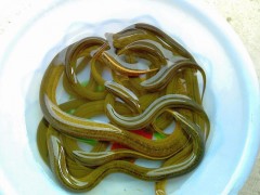 黃鱔苗（純手工捕捉，生猛沒?。? /></a>
                            </div>
                            <p>
                                <a href=
