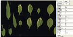 植物葉面積分析儀系統(tǒng)， 野外便攜式植物葉面積分析儀
